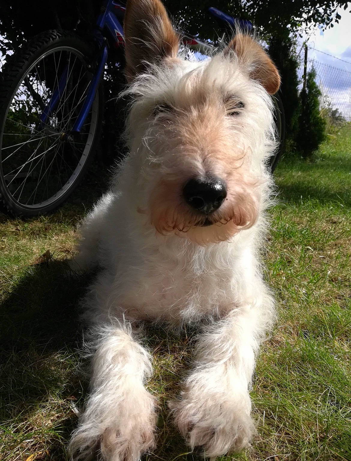 Itchy participe au concours pour gagner de l'argent avec cette photo : bicycle, bicycle_tire, bicycle_wheel, carnivore, collar, companion_dog, dog, dog_breed, dog_collar, fender, grass, sky, small_terrier, snout, tail, terrier, tire, toy_dog, wheel, working_animal