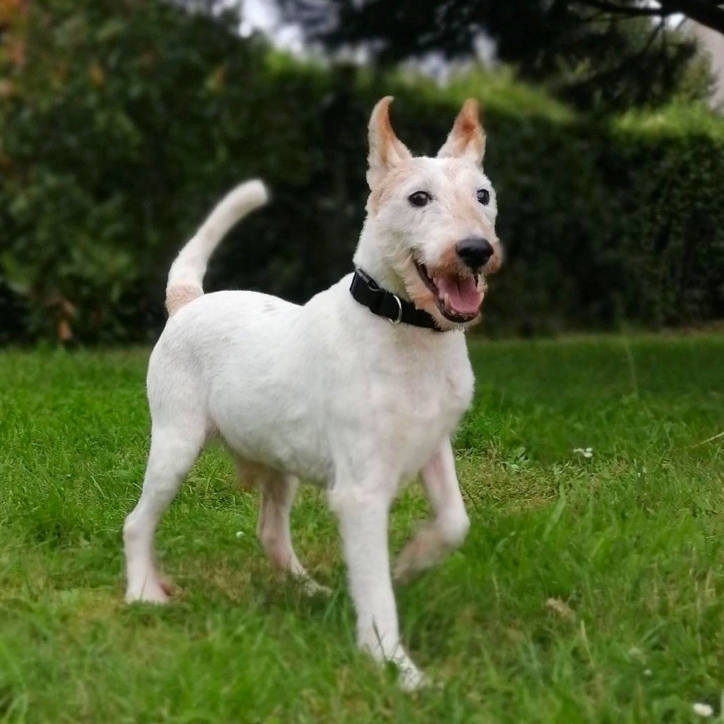 Itchy participe au concours pour gagner de l'argent avec cette photo : ancient_dog_breeds, canidae, carnivore, collar, companion_dog, dog, dog_breed, dog_collar, dog_supply, fawn, grass, hunting_dog, non_sporting_group, plant, sporting_group, tail, terrestrial_animal, terrier, tree, working_dog