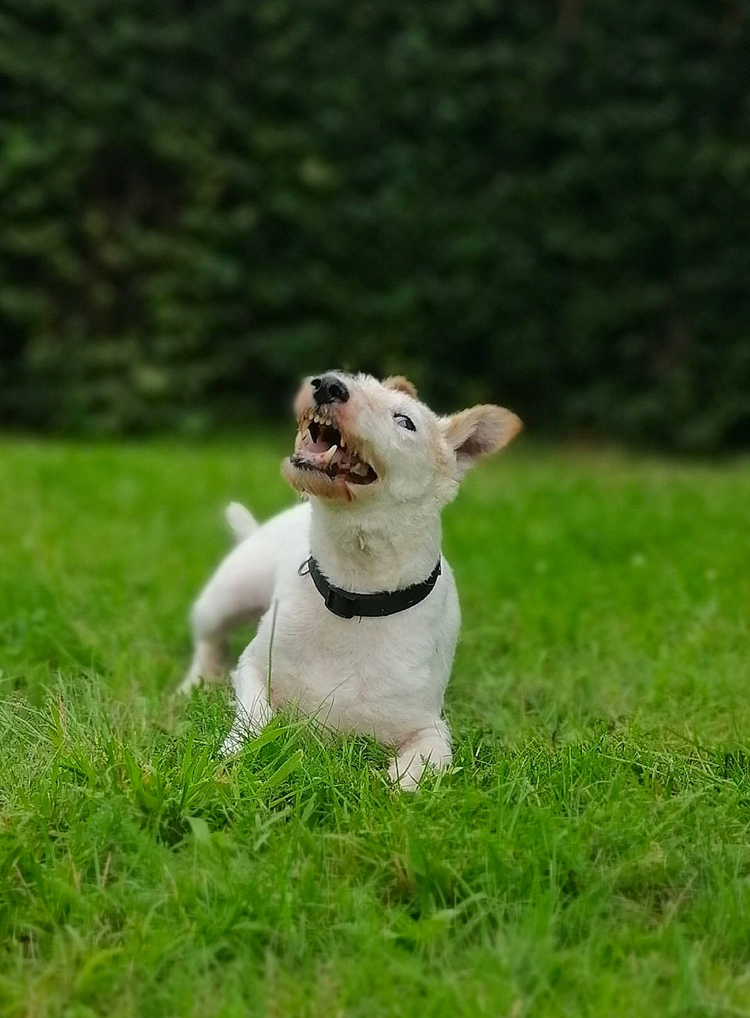 Itchy a rejoint le concours — aidez-le/la à gagner de superbes lots ! canidae, carnivore, collar, companion_dog, dog, dog_breed, dog_collar, fawn, grass, grassland, meadow, pasture, plant, snout, sporting_group, tail, terrestrial_animal, toy, whiskers, working_animal