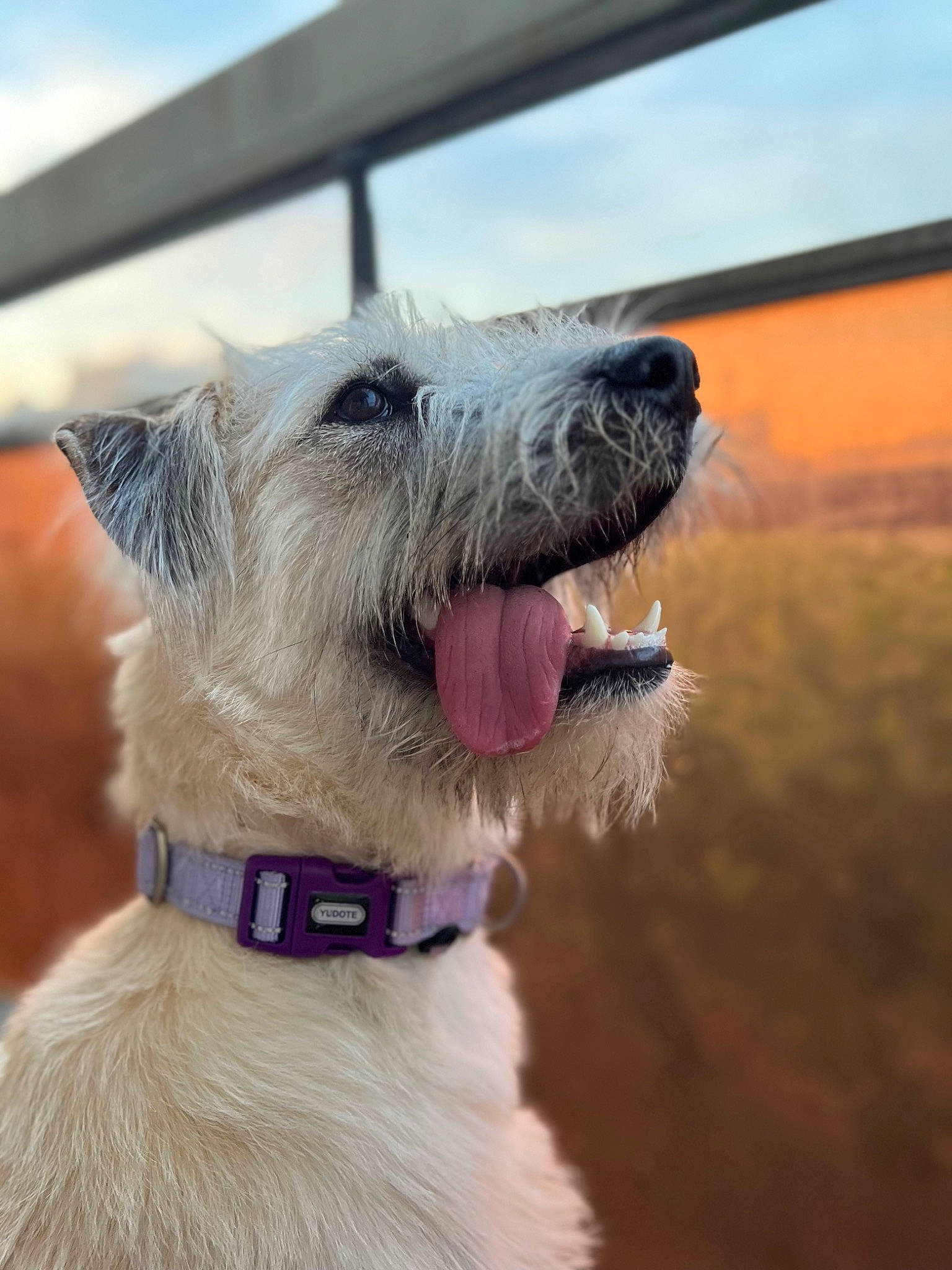 Nala participe au concours pour gagner de l'argent avec cette photo : canidae, carnivore, cloud, collar, companion_dog, dog, dog_breed, dog_collar, dog_supply, fang, fashion_accessory, fur, leash, pet_supply, sky, small_terrier, sporting_group, terrier, wire_hair_fox_terrier, working_animal