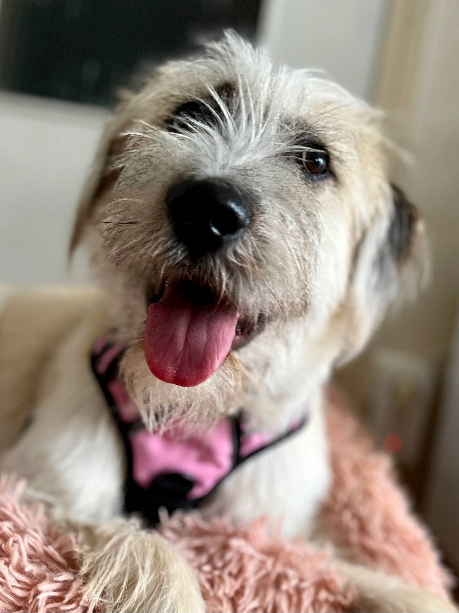 Nala participe au concours pour gagner de l'argent avec cette photo : canidae, carnivore, cockapoo, collar, companion_dog, dog, dog_breed, dog_collar, fur, labradoodle, maltepoo, paw, poodle_crossbreed, puppy_love, small_terrier, snout, sporting_group, terrier, toy_dog, working_animal