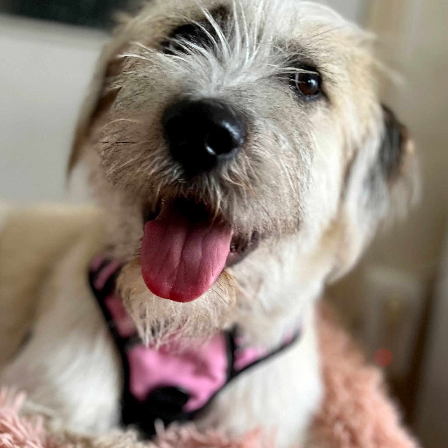 Nala