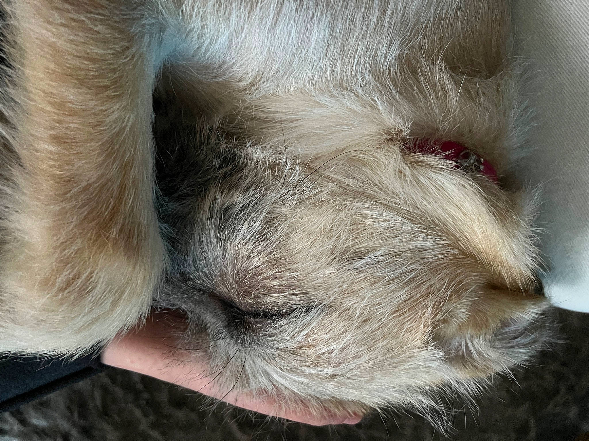 Nala participe au concours pour gagner de l'argent avec cette photo : canidae, carnivore, claw, close_up, companion_dog, dog_breed, ear, fawn, felidae, fur, liver, mammal, paw, small_to_medium_sized_cats, snout, sporting_group, terrestrial_animal, vertebrate, whiskers, wrinkle