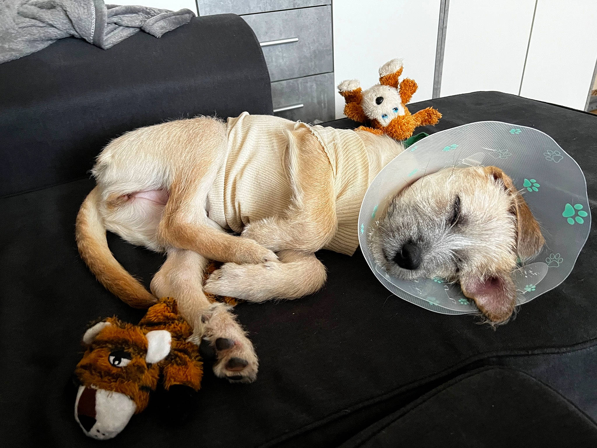 Nala a rejoint le concours — aidez-le/la à gagner de superbes lots ! carnivore, comfort, companion_dog, couch, dog_breed, dog_supply, fawn, felidae, fur, linens, plush, room, snout, stuffed_toy, tail, teddy_bear, terrestrial_animal, textile, toy, wood