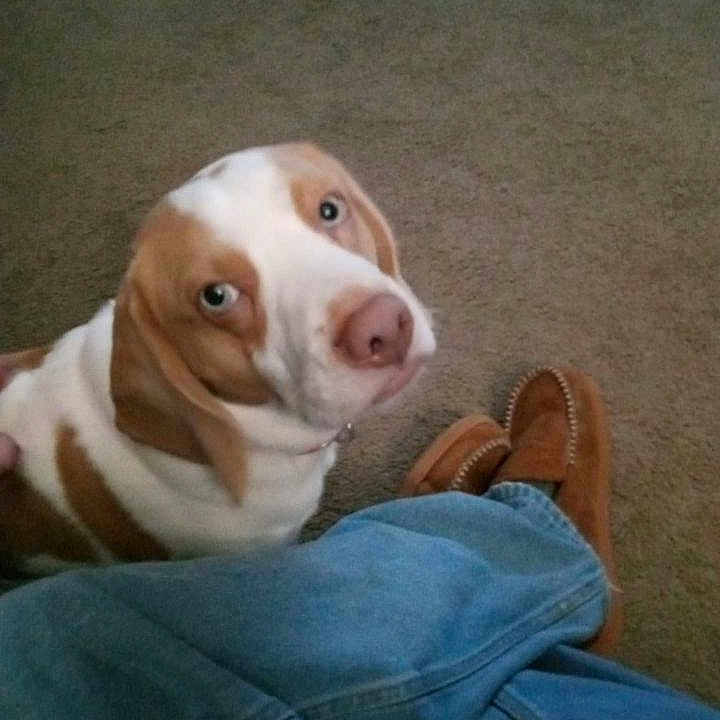 Jasper joined the competition — help win amazing prizes! animal, baby, canine, clothing, dog, face, footwear, head, hound, husky, jeans, pants, person, pet, photography, portrait, puppy, sandal, shoe, sneaker