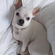 Samy a rejoint le concours — aidez-le/la à gagner de superbes lots ! dog, small_dog, white_dog, pet, animal, cute, ears, collar, bed, blanket, cozy, resting, looking_up, indoor, fur, canine, companion, cute_pet, domestic_animal, relaxed