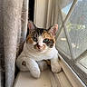 cat, calico_cat, animal, pet, feline, portrait, window, windowsill, indoors, daylight, curtain, screen, white_fur, orange_fur, black_fur, green_eyes, sitting, closeup, cute, photography