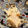cat, calico_cat, pet, animal, feline, belly_up, lying_down, relaxed, paws, paw_pads, whiskers, ears, tail, fur, white_fur, orange_patches, black_patches, blanket, bedroom, computer_mouse