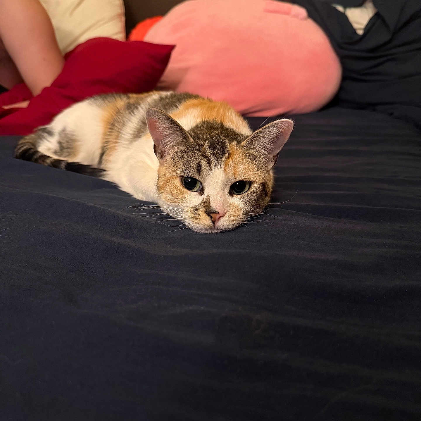 Matcha joined the competition — help win amazing prizes! cat, calico_cat, feline, pet, animal, lying_down, bed, bedroom, blanket, pillows, black_bedding, cozy, indoor, relaxed, staring, green_eyes, whiskers, tri_color, home, photography