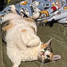 cat, calico_cat, pet, animal, feline, belly_up, lying_down, relaxed, playful, green_eyes, whiskers, paws, fur, bed, blanket, bedroom, indoor, cozy, portrait, cute