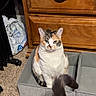 Matcha joined the competition — help win amazing prizes! cat, calico_cat, feline, pet, sitting, storage_bin, box, fluffy_tail, tail, whiskers, ears, eyes, indoor, bedroom, dresser, wooden_furniture, carpet, home, portrait, funny