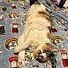 Matcha joined the competition — help win amazing prizes! cat, calico_cat, pet, feline, lying_down, upside_down, green_eyes, whiskers, paws, fur, blanket, bed, bedroom, game_controller, cartoon_pattern, cozy, indoor, relaxed, playful, portrait