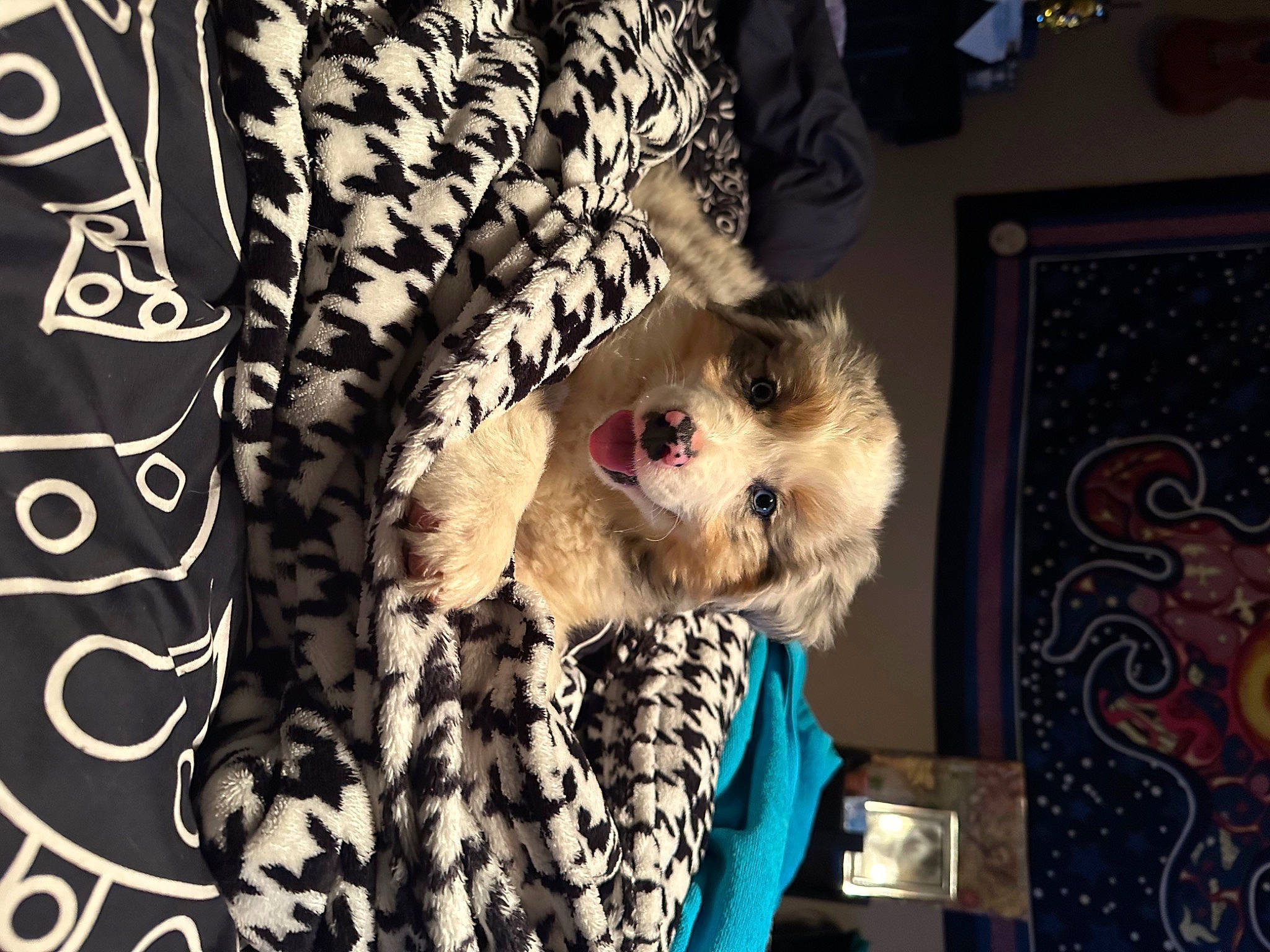 Pippy joined the competition — help win amazing prizes! canidae, carnivore, companion_dog, dog, dog_breed, dog_clothes, dog_supply, eyewear, fashion_accessory, fashion_design, fawn, felidae, fur, linens, pattern, sleeve, sporting_group, textile, toy_dog, whiskers