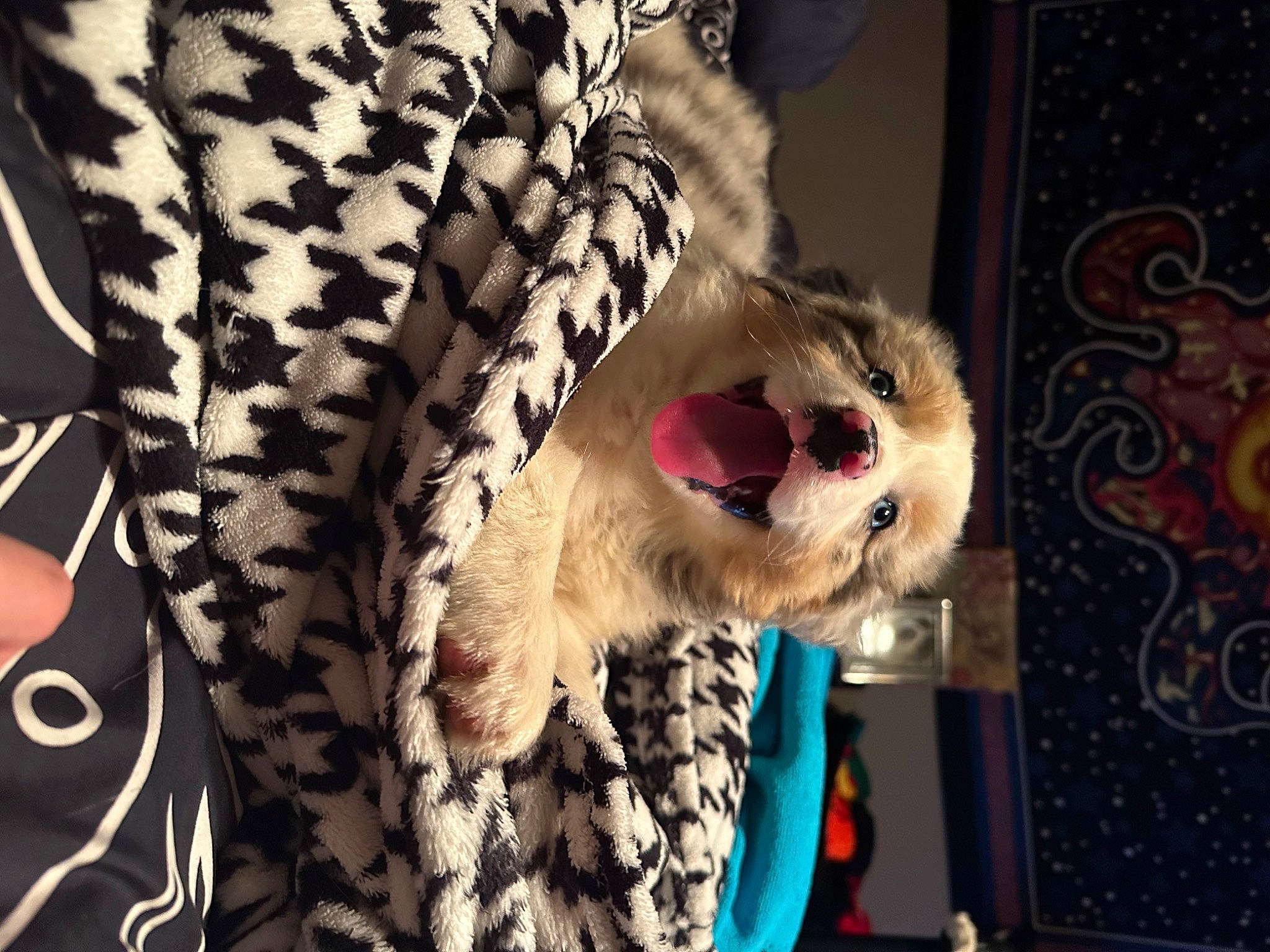 Pippy is registered to the contest to win money with this photo: carnivore, companion_dog, event, eyewear, fang, fashion_accessory, fashion_design, felidae, fur, fur_clothing, natural_material, pattern, sleeve, small_to_medium_sized_cats, snout, stuffed_toy, sunglasses, textile, toy, whiskers