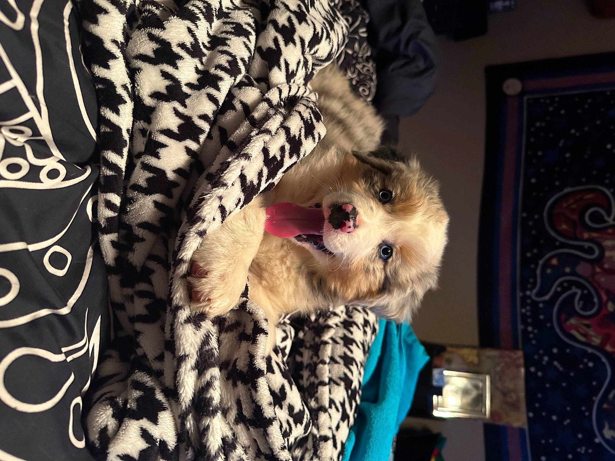 Pippy