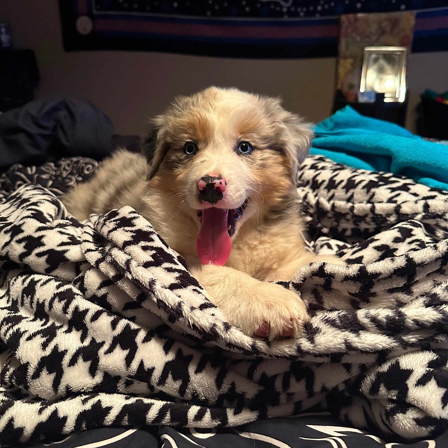 Pippy