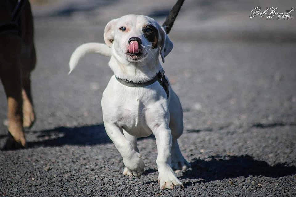 Patch participe au concours pour gagner de l'argent avec cette photo : ball, canidae, carnivore, collar, companion_dog, dog, dog_breed, dog_collar, dog_supply, fashion_accessory, fawn, leash, paw, pet_supply, road_surface, snout, sporting_group, tail, whiskers, working_animal