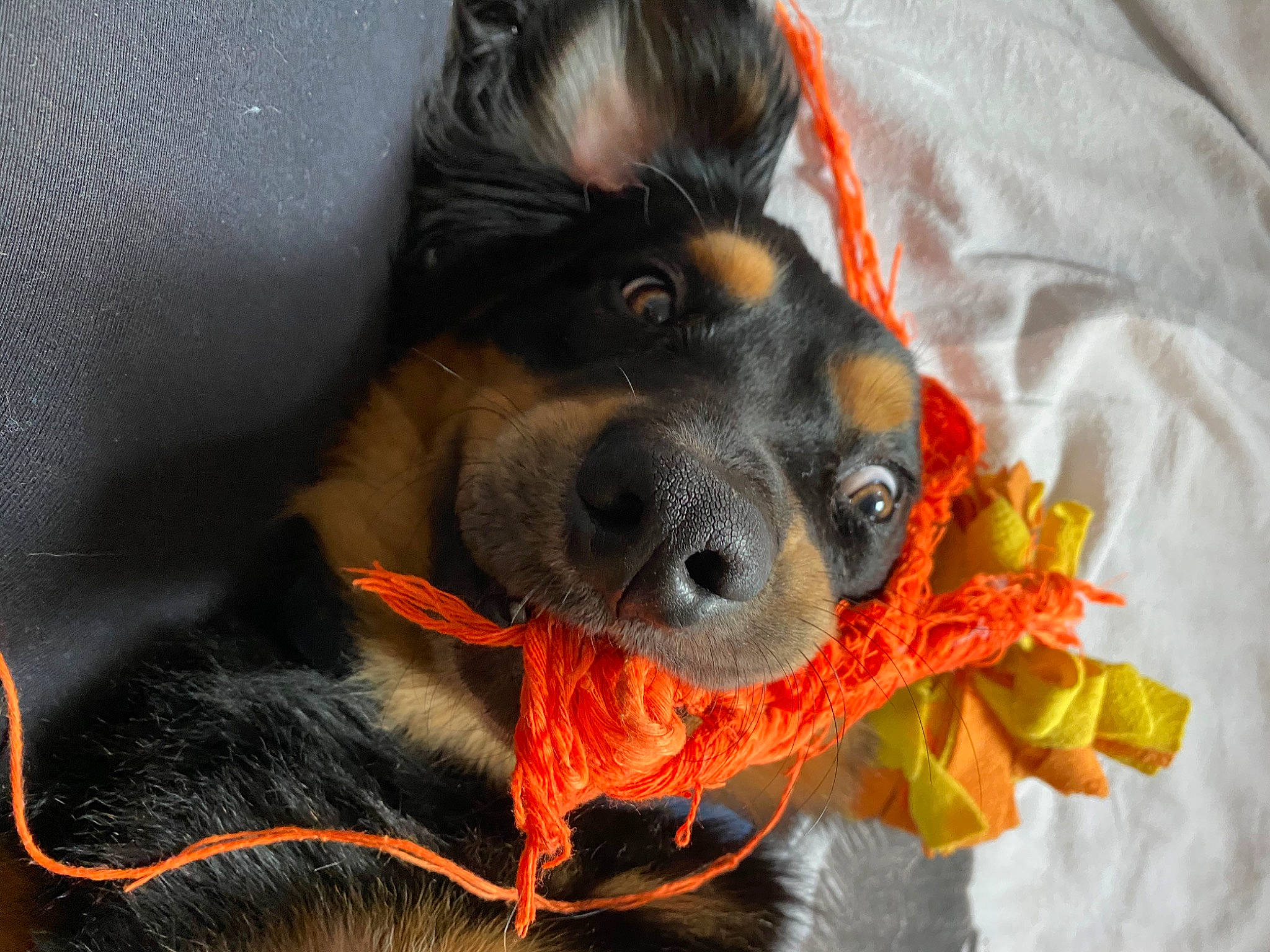 Parker participe au concours pour gagner de l'argent avec cette photo : canidae, carnivore, collar, comfort, companion_dog, dog, dog_breed, dog_supply, dog_toy, fawn, fur, guard_dog, paw, pinscher, snout, sporting_group, toy_dog, whiskers, working_animal, working_dog