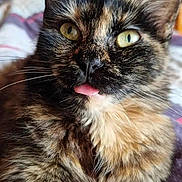 Kaïko a rejoint le concours — aidez-le/la à gagner de superbes lots ! animal, cat, close_up, curious, cute, domestic_cat, ears, face, feline, fluffy, fur, indoor, mammal, pet, portrait, relaxed, tongue_out, tortoiseshell, whiskers, yellow_eyes