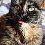 animal, cat, close_up, curious, cute, domestic_cat, ears, face, feline, fluffy, fur, indoor, mammal, pet, portrait, relaxed, tongue_out, tortoiseshell, whiskers, yellow_eyes