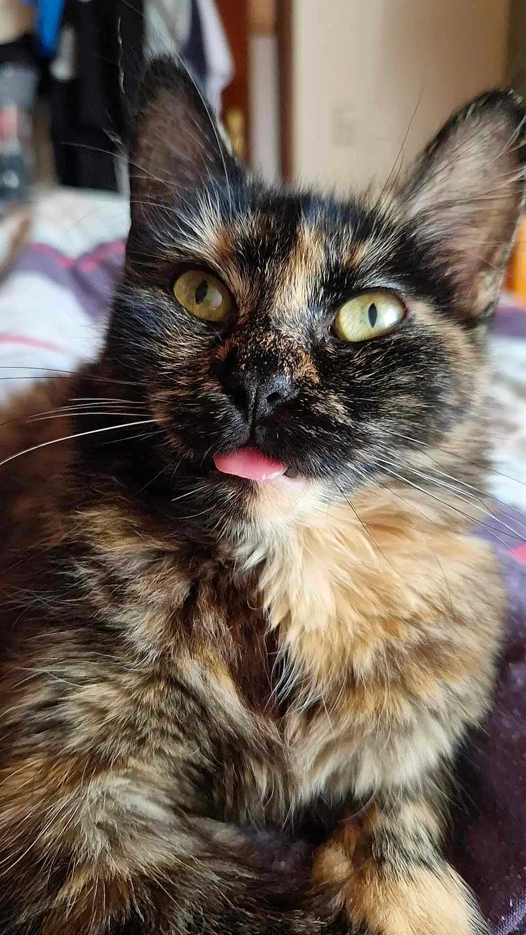 Kaïko a rejoint le concours — aidez-le/la à gagner de superbes lots ! animal, cat, close_up, curious, cute, domestic_cat, ears, face, feline, fluffy, fur, indoor, mammal, pet, portrait, relaxed, tongue_out, tortoiseshell, whiskers, yellow_eyes