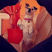Becky a rejoint le concours — aidez-le/la à gagner de superbes lots ! collar, couch, cozy, curious, decor, dog, furniture, home, indoor, legs, looking_up, orange_wall, pants, person, pet, pillow, seated, small_dog, socks, window