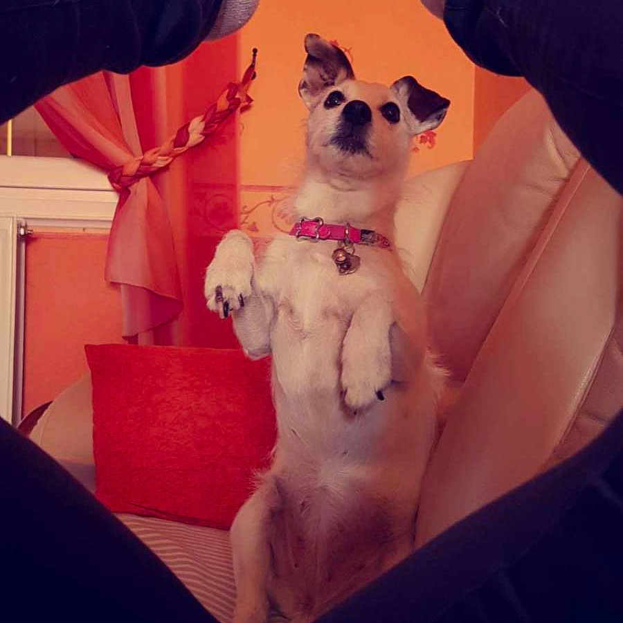 Becky a rejoint le concours — aidez-le/la à gagner de superbes lots ! collar, couch, cozy, curious, decor, dog, furniture, home, indoor, legs, looking_up, orange_wall, pants, person, pet, pillow, seated, small_dog, socks, window