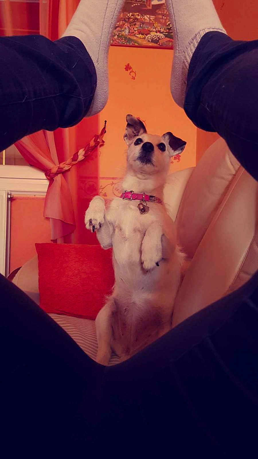 Becky a rejoint le concours — aidez-le/la à gagner de superbes lots ! collar, couch, cozy, curious, decor, dog, furniture, home, indoor, legs, looking_up, orange_wall, pants, person, pet, pillow, seated, small_dog, socks, window
