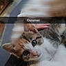 cat, kitten, calico, tricolor, pet, animal, feline, blue_eyes, wide_eyed, portrait, close_up, indoors, hand, petting, fur, whiskers, ears, cute, motion_blur, text_overlay