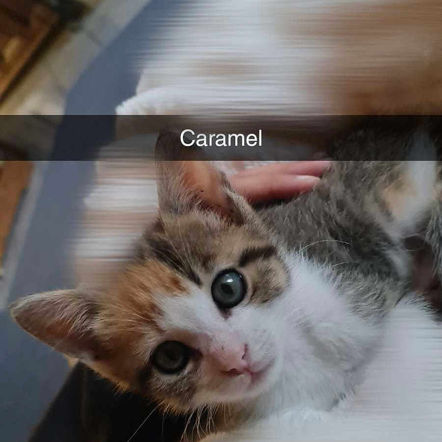 Caramel