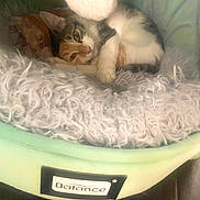 Nalabelle is registered to the contest to win money with this photo: blanket, calico_cat, cat, close_up, cozy, cushion, feline, fluffy, indoor, kitten, mint_green, paw, peeking, pet, pet_bed, plush, resting, sleeping, sleepy, soft