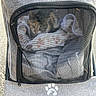 bedding, blanket, brand_logo, cat, curious, eyes, fabric, fur, mesh_screen, outdoor, pavement, paw_print, pet, pet_carrier, pet_stroller, portable, small_animal, stroller, tabby_cat, zipper