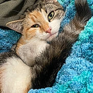 Nalabelle is registered to the contest to win money with this photo: cat, kitten, calico, green_eyes, whiskers, tail, blanket, cozy, fur, close_up, portrait, indoor, nose, ear, paw, relaxed, soft_texture, teal_blanket, drowsy, cute