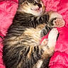 bed, blanket, cat, closeup, cozy, cute, feline, fur, indoor, kitten, nap, paw_pads, paws, pet, pink_blanket, portrait, sleeping, tabby, whiskers, young