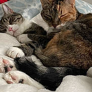 Tangie And Nala joined the competition — help win amazing prizes! cat, cats, sleeping, cuddling, paws, paw_pads, fur, whiskers, tabby, calico, blanket, bed, indoor, cozy, pet, pair, resting, close_up, soft, tail