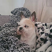 Cooper joined the competition — help win amazing prizes! dog, small_dog, blanket, cozy, fur, pet, indoor, comfort, snuggle, texture, white, brown, ears, cute, resting, home, soft, relaxed, animal, portrait