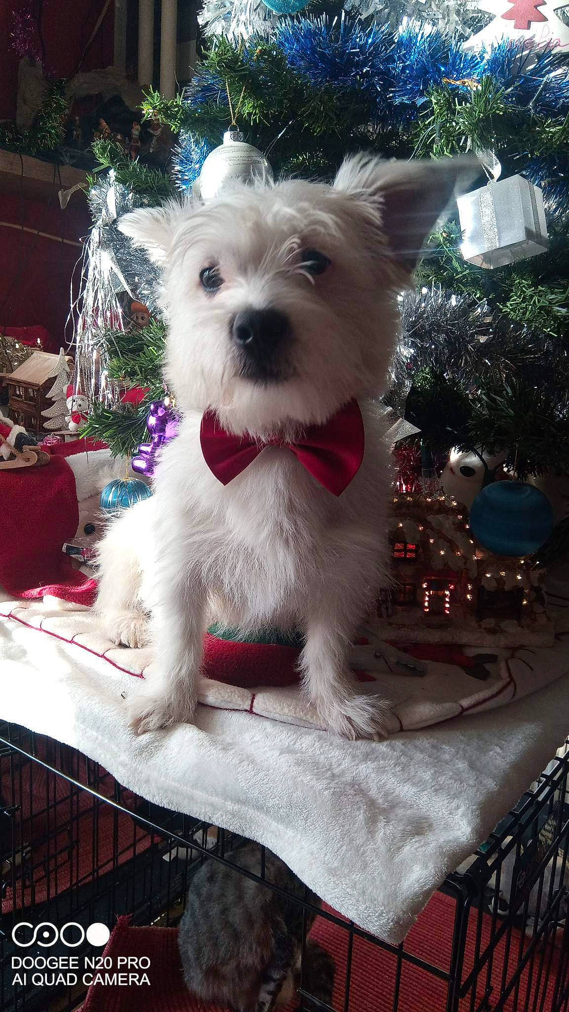 Dobby a rejoint le concours — aidez-le/la à gagner de superbes lots ! canidae, carnivore, christmas, collar, companion_dog, dog, dog_breed, dog_clothes, dog_collar, dog_supply, event, holiday, plant, small_terrier, snout, sporting_group, terrier, toy_dog, tree, working_animal