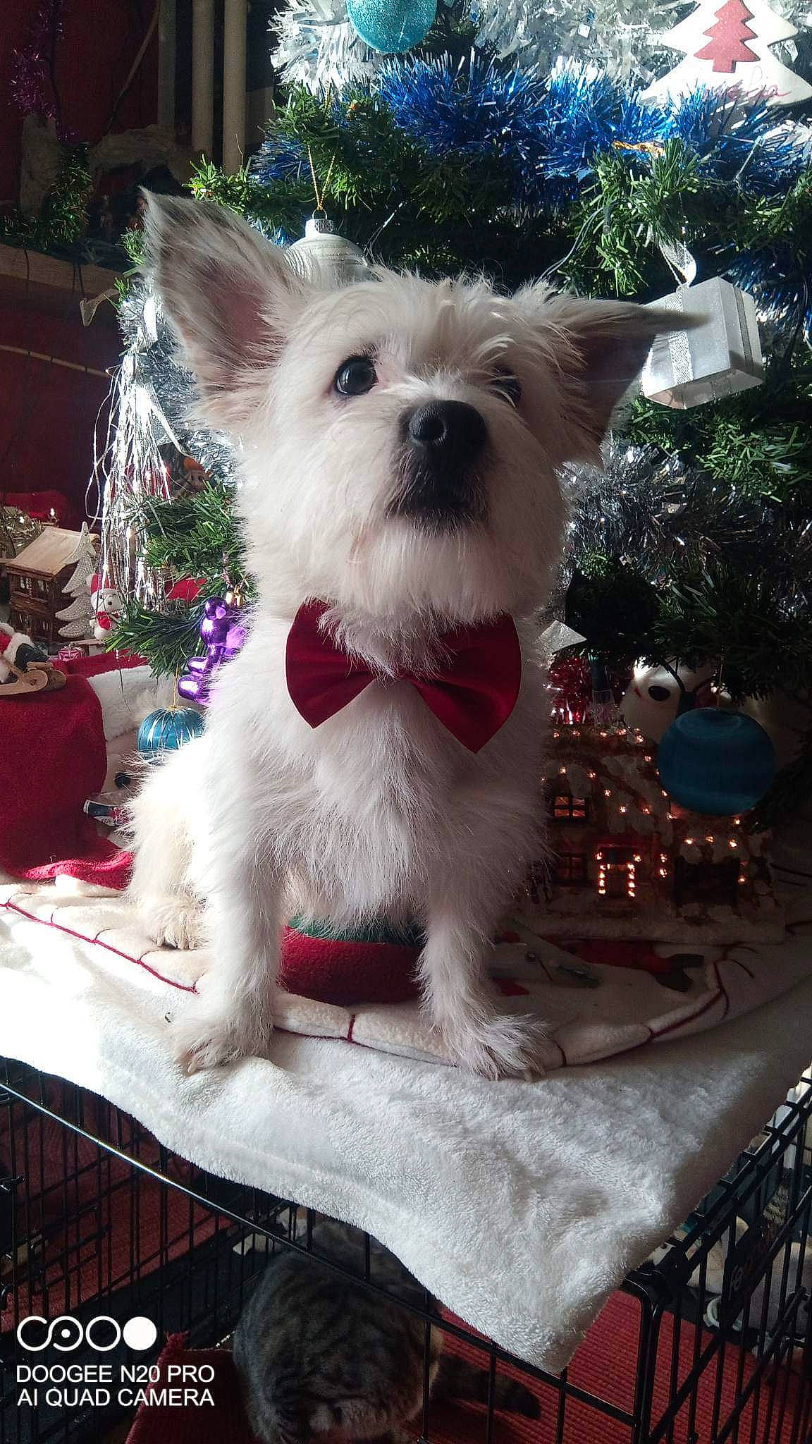 Dobby participe au concours pour gagner de l'argent avec cette photo : canidae, carnivore, chair, collar, companion_dog, dog, dog_breed, dog_clothes, dog_supply, event, fawn, fur, plant, small_terrier, snout, sunglasses, table, tablecloth, terrier, toy_dog