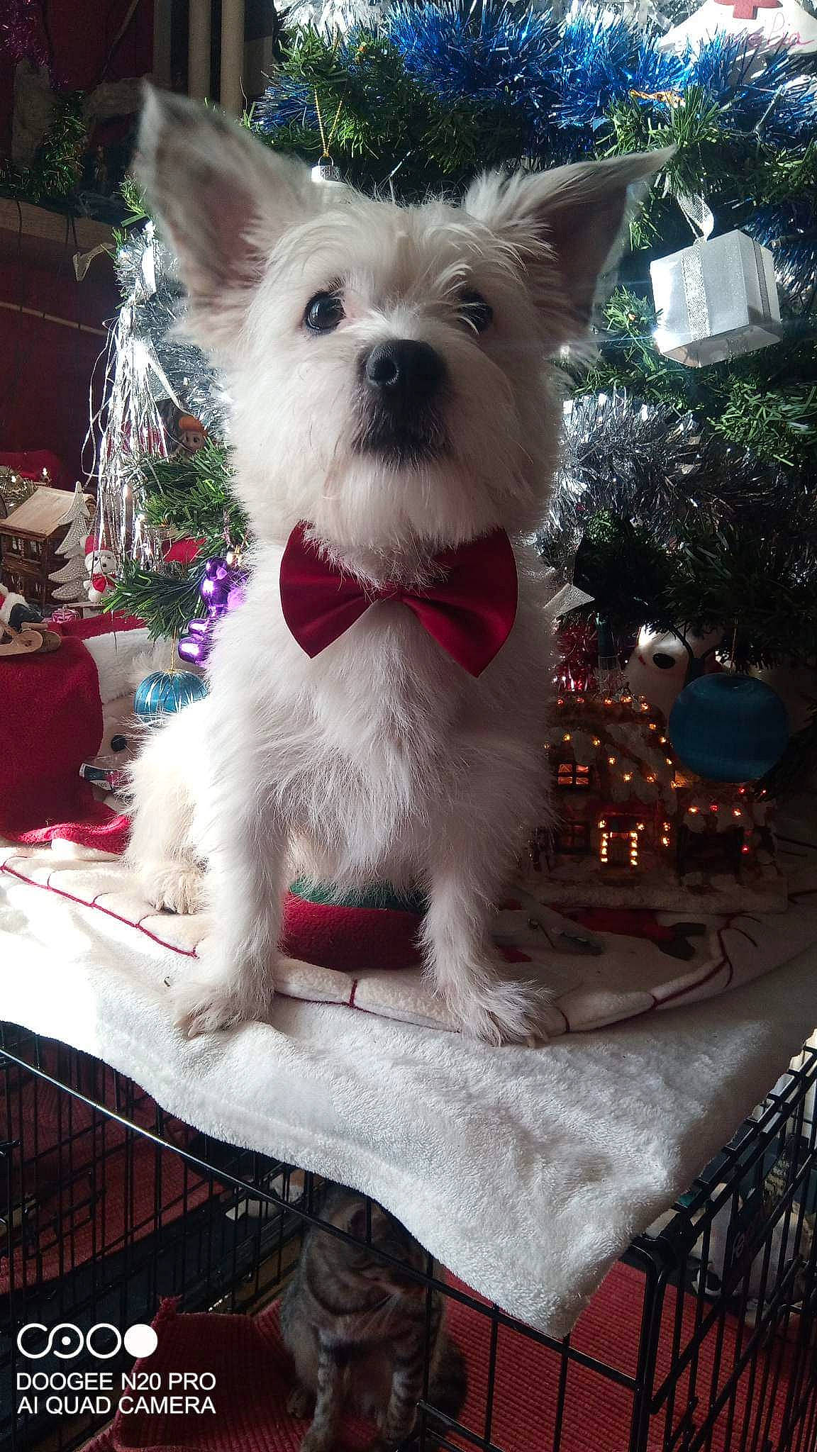 Dobby participe au concours pour gagner de l'argent avec cette photo : carnivore, collar, companion_dog, dog, dog_breed, dog_clothes, dog_collar, dog_supply, event, fawn, fur, light, plant, small_terrier, snout, table, tablecloth, terrier, toy_dog, working_animal