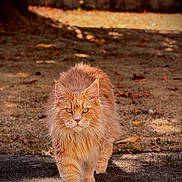Rubbie a rejoint le concours — aidez-le/la à gagner de superbes lots ! cat, orange_cat, fluffy, long_hair, feline, pet, animal, portrait, outdoor, backyard, garden, path, walking, standing, front_view, golden_eyes, whiskers, fur, autumn, nature