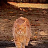 cat, orange_cat, fluffy, long_hair, feline, pet, animal, portrait, outdoor, backyard, garden, path, walking, standing, front_view, golden_eyes, whiskers, fur, autumn, nature