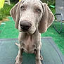 animal, backyard, chair, cute, daylight, dog, ears, eyes, fur, grass, greenery, mesh_surface, nose, outdoor, pet, playground, puppy, slide, swing, weimaraner