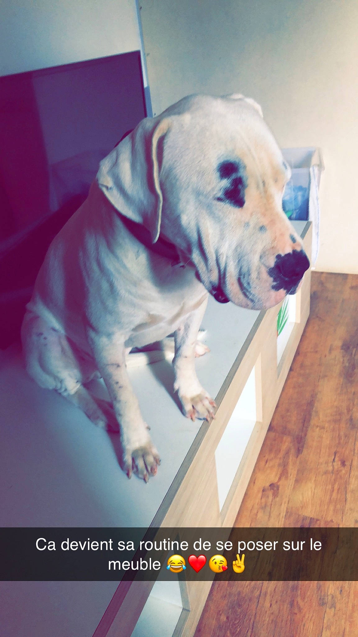 Tango a rejoint le concours — aidez-le/la à gagner de superbes lots ! canidae, carnivore, collar, companion_dog, dog, dog_breed, dog_collar, dog_supply, fawn, flooring, font, non_sporting_group, pet_supply, photo_caption, rectangle, snout, sporting_group, wood, wood_flooring, working_animal