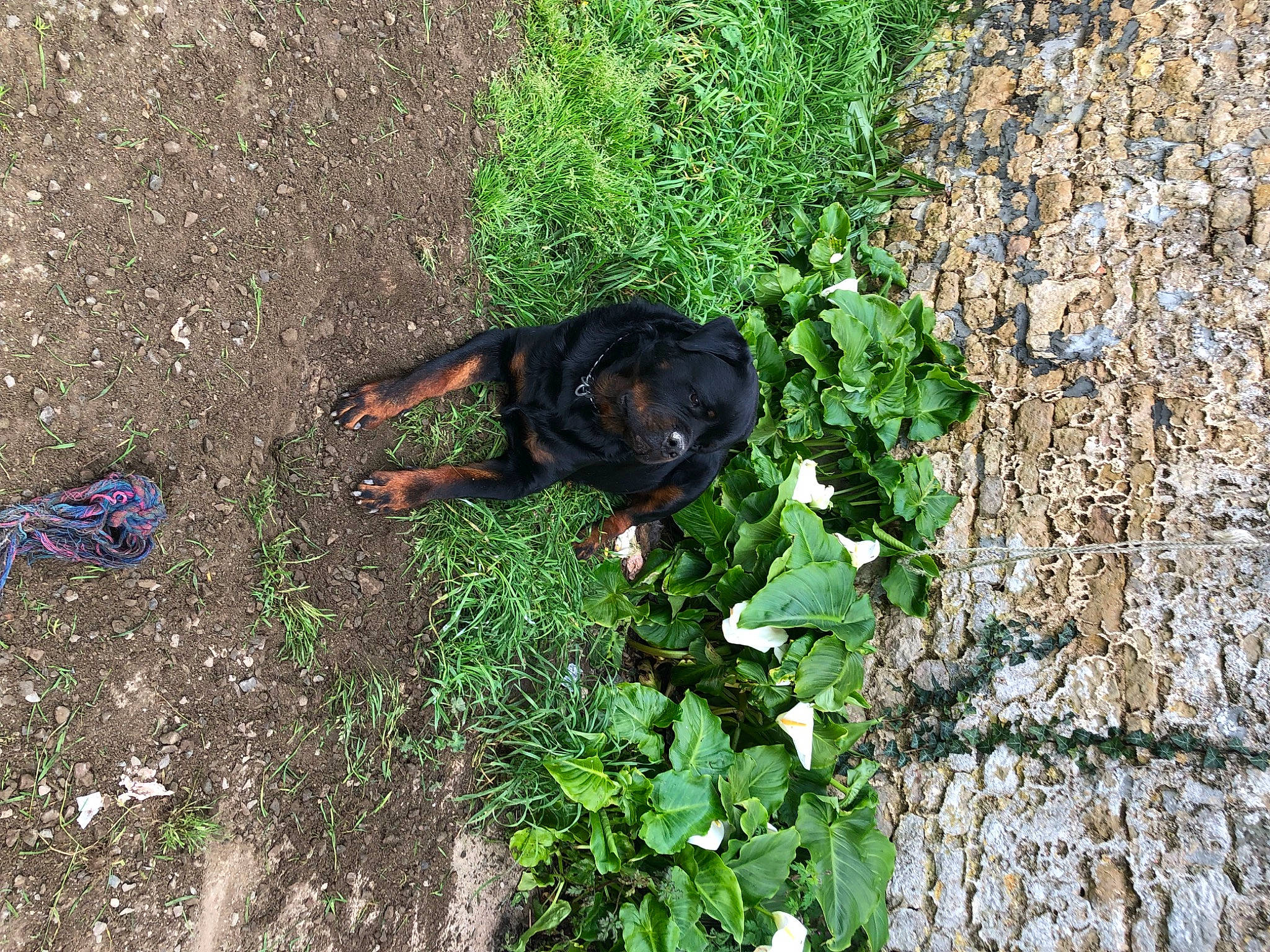 Saiyan participe au concours pour gagner de l'argent avec cette photo : annual_plant, carnivore, dog_breed, garden, grass, grass_family, groundcover, herb, herbaceous_plant, organism, plant, shadow, shrub, soil, sporting_group, tail, terrestrial_animal, terrestrial_plant, wildlife, working_animal