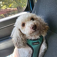 Bert joined the competition — help win amazing prizes! animal, canine, car_seat, companion, curly_fur, cute, dog, domestic_animal, fluffy, friend, indoors, looking_up, pet, portrait, seat, sunlight, travel, turquoise_harness, white_dog, window