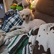 Bert is registered to the contest to win money with this photo: animal, blanket, comfort, couch, cozy, cute, dog, domestic, fabric, fur, home, indoor, living_room, pet, plush, poodle, relaxing, resting, soft, stuffed_toy