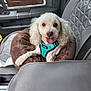 Bert joined the competition — help win amazing prizes! animal, brown_bed, car_interior, car_seat, companion, curly_fur, cute, dog, dog_bed, domestic_pet, door_panel, happy_dog, leather_seat, pet, relaxed, seat_belt_area, tongue_out, turquoise_harness, white_dog, window