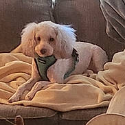 Bert is registered to the contest to win money with this photo: dog, couch, blanket, pet, indoor, furniture, canine, resting, cozy, living_room, white_dog, fur, harness, domestic_animal, relaxing, home, animal, comfort, soft, companion
