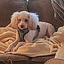 dog, couch, blanket, pet, indoor, furniture, canine, resting, cozy, living_room, white_dog, fur, harness, domestic_animal, relaxing, home, animal, comfort, soft, companion