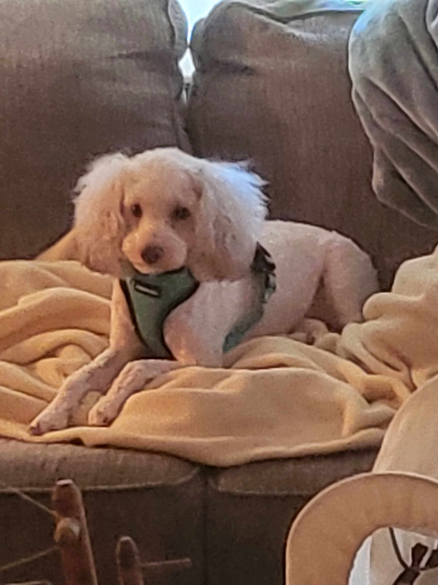 Bert